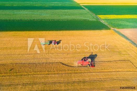 Picture of Aerial image of harvest in wheat field